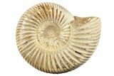 2" Polished Perisphinctes Ammonite Fossils - Madagascar - Photo 2